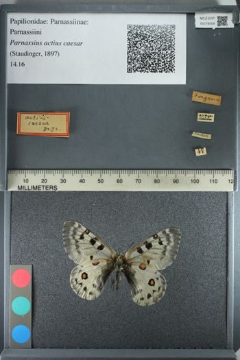Media type: image;   Entomology 174554
